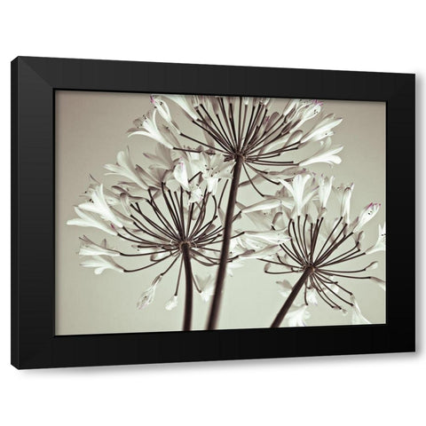 African Lily Black Modern Wood Framed Art Print by Frank, Assaf