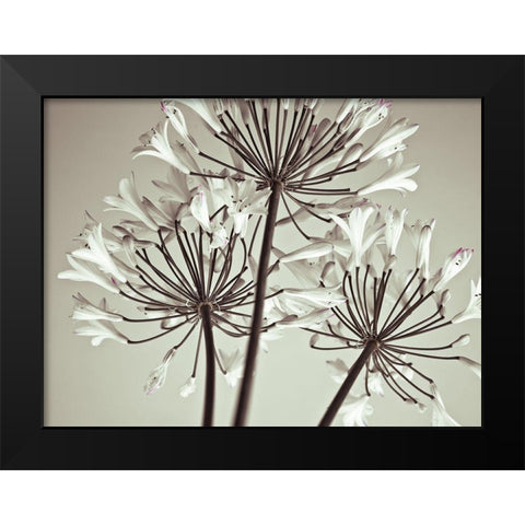African Lily Black Modern Wood Framed Art Print by Frank, Assaf