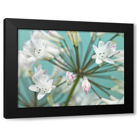 African Lily Black Modern Wood Framed Art Print by Frank, Assaf