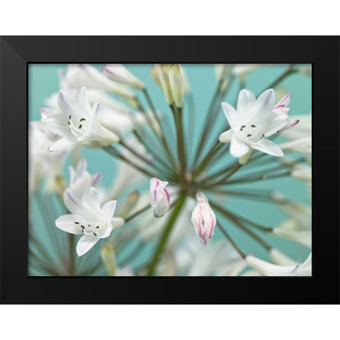 African Lily Black Modern Wood Framed Art Print by Frank, Assaf