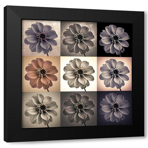 Collage of Dahlias flowers Black Modern Wood Framed Art Print by Frank, Assaf