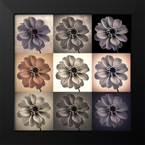 Collage of Dahlias flowers Black Modern Wood Framed Art Print by Frank, Assaf