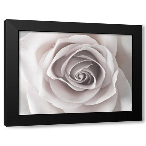 Rose close-up Black Modern Wood Framed Art Print by Frank, Assaf