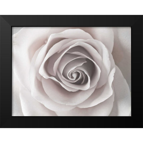 Rose close-up Black Modern Wood Framed Art Print by Frank, Assaf
