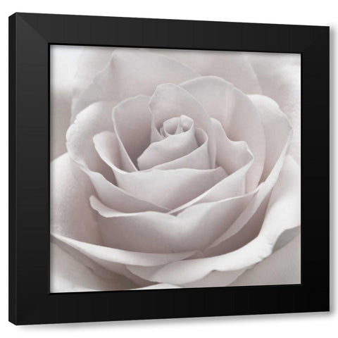 Rose close-up Black Modern Wood Framed Art Print by Frank, Assaf