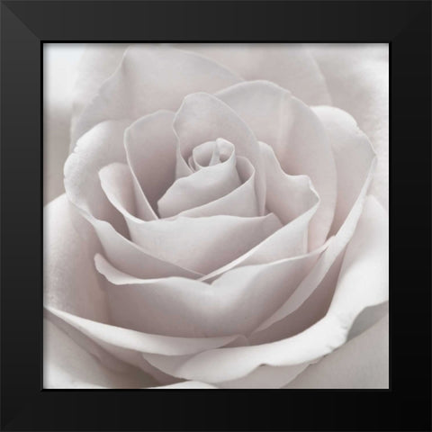 Rose close-up Black Modern Wood Framed Art Print by Frank, Assaf