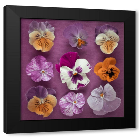 Nine Pansy flowers Black Modern Wood Framed Art Print with Double Matting by Frank, Assaf
