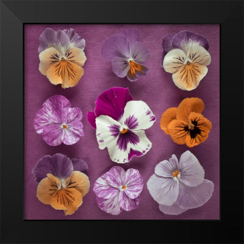 Nine Pansy flowers Black Modern Wood Framed Art Print by Frank, Assaf