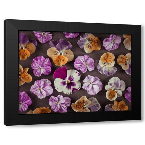 Pansy flowers Black Modern Wood Framed Art Print by Frank, Assaf