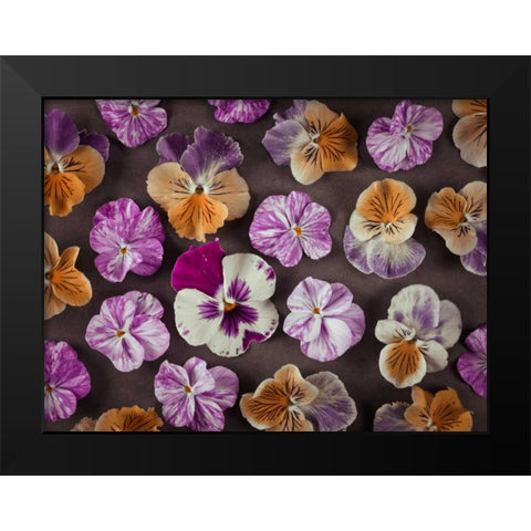 Pansy flowers Black Modern Wood Framed Art Print by Frank, Assaf