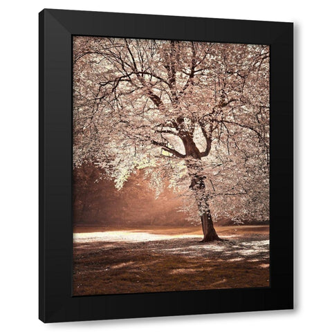 Autumn tree in sunlight Black Modern Wood Framed Art Print by Frank, Assaf