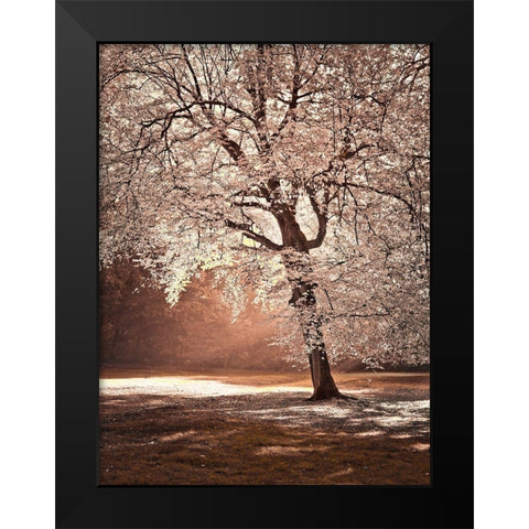 Autumn tree in sunlight Black Modern Wood Framed Art Print by Frank, Assaf