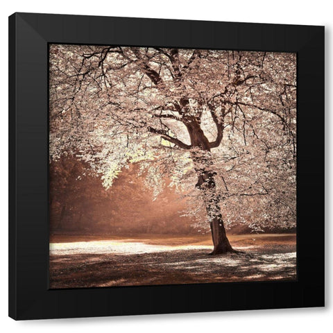 Autumn tree in sunlight Black Modern Wood Framed Art Print by Frank, Assaf