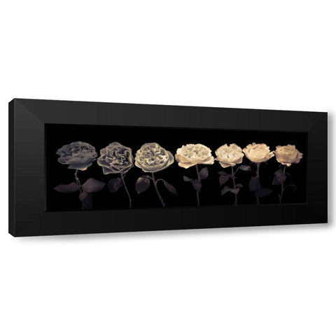 Multi coloured roses in a row Black Modern Wood Framed Art Print by Frank, Assaf