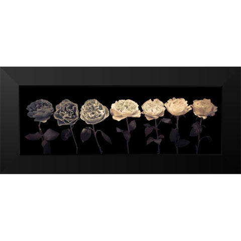 Multi coloured roses in a row Black Modern Wood Framed Art Print by Frank, Assaf