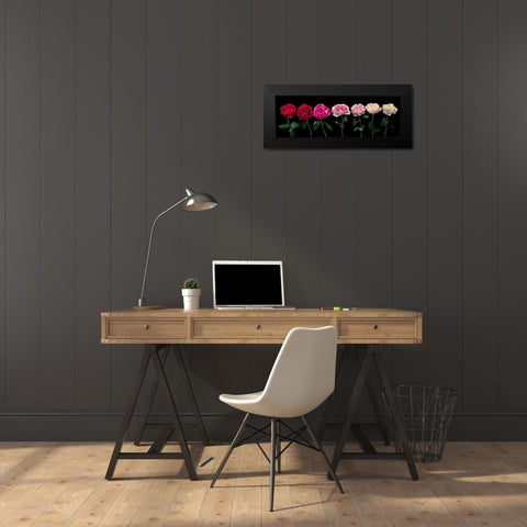 Multi coloured roses in a row Black Modern Wood Framed Art Print by Frank, Assaf
