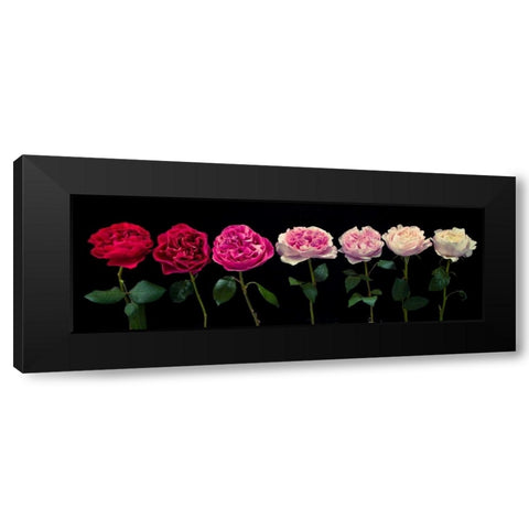 Multi coloured roses in a row Black Modern Wood Framed Art Print by Frank, Assaf