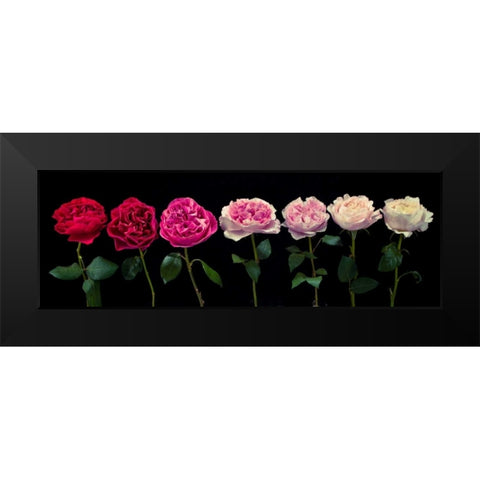 Multi coloured roses in a row Black Modern Wood Framed Art Print by Frank, Assaf