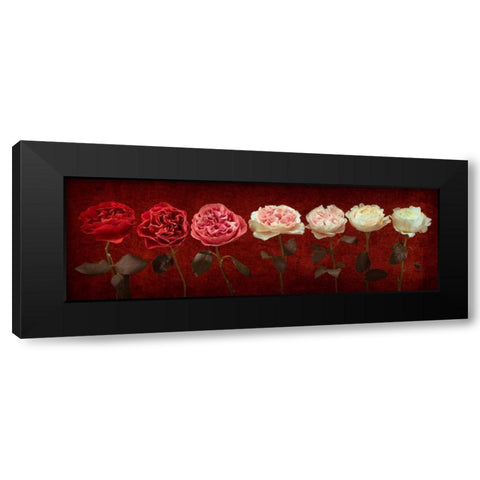 Multi coloured roses in a row Black Modern Wood Framed Art Print with Double Matting by Frank, Assaf
