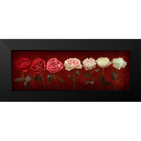 Multi coloured roses in a row Black Modern Wood Framed Art Print by Frank, Assaf