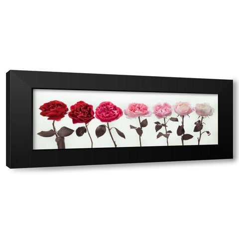 Multi coloured roses in a row Black Modern Wood Framed Art Print by Frank, Assaf