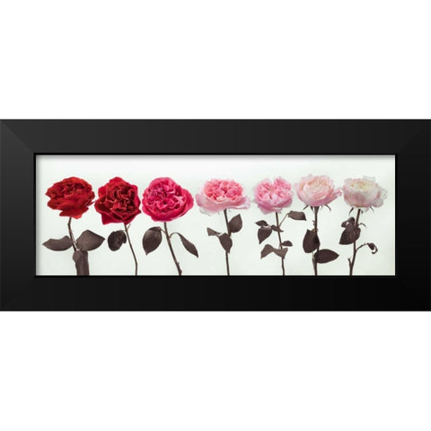 Multi coloured roses in a row Black Modern Wood Framed Art Print by Frank, Assaf