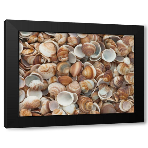 Full frame of sea shells on the beach Black Modern Wood Framed Art Print by Frank, Assaf