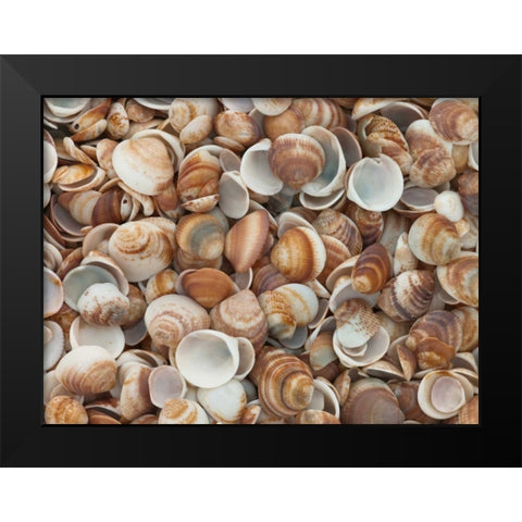 Full frame of sea shells on the beach Black Modern Wood Framed Art Print by Frank, Assaf