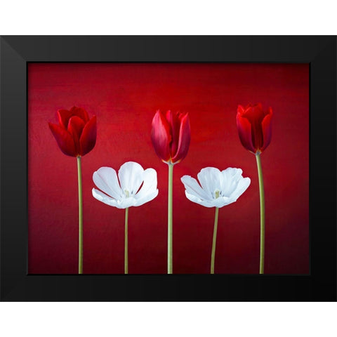 Tulip flowers in a row Black Modern Wood Framed Art Print by Frank, Assaf