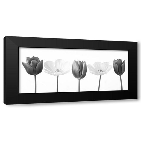 Five tulips in a row, FTBR-1820 Black Modern Wood Framed Art Print by Frank, Assaf