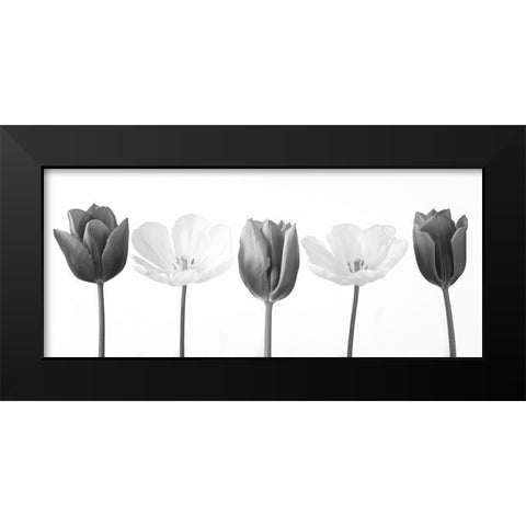 Five tulips in a row, FTBR-1820 Black Modern Wood Framed Art Print by Frank, Assaf