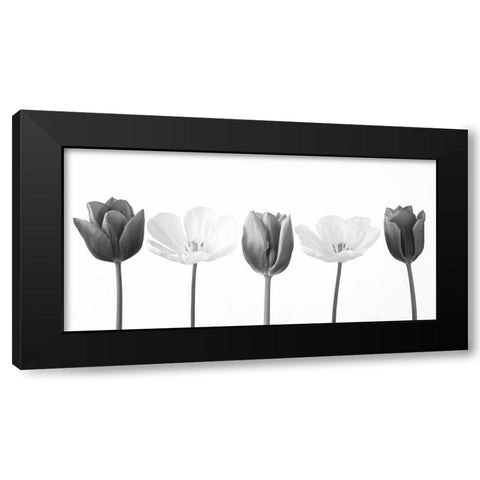 Five tulips in a row, FTBR-1842 Black Modern Wood Framed Art Print by Frank, Assaf