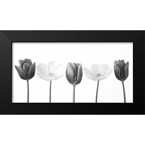 Five tulips in a row, FTBR-1842 Black Modern Wood Framed Art Print by Frank, Assaf