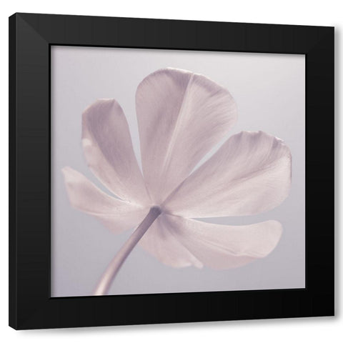 Tulip flower - Closeup Black Modern Wood Framed Art Print by Frank, Assaf