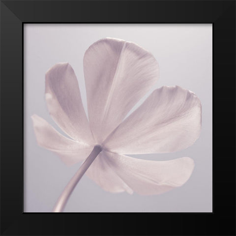 Tulip flower - Closeup Black Modern Wood Framed Art Print by Frank, Assaf