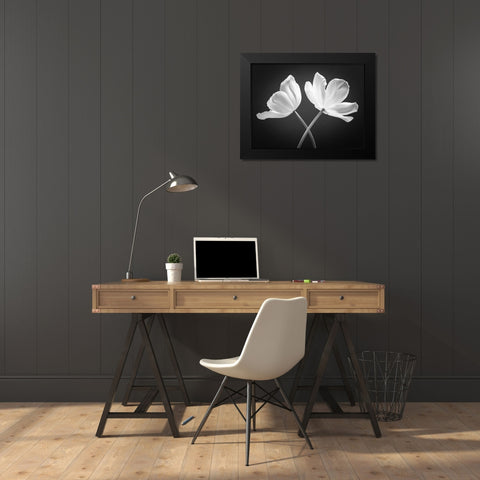 Two Tulip flowers crossed, FTBR-1822 Black Modern Wood Framed Art Print by Frank, Assaf