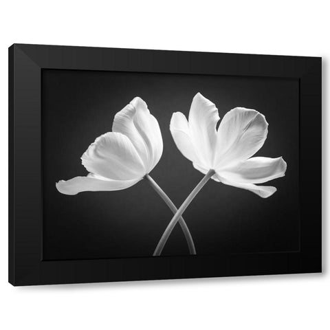 Two Tulip flowers crossed, FTBR-1822 Black Modern Wood Framed Art Print by Frank, Assaf