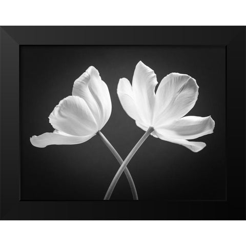 Two Tulip flowers crossed, FTBR-1822 Black Modern Wood Framed Art Print by Frank, Assaf