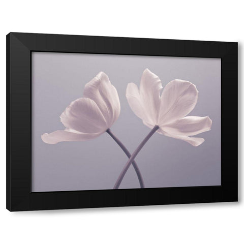 Two Tulip flowers Black Modern Wood Framed Art Print with Double Matting by Frank, Assaf