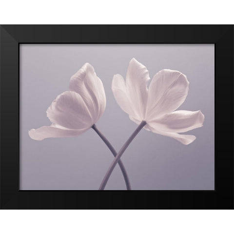 Two Tulip flowers Black Modern Wood Framed Art Print by Frank, Assaf