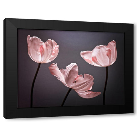 Three Tulips, FTBR-1823 Black Modern Wood Framed Art Print by Frank, Assaf