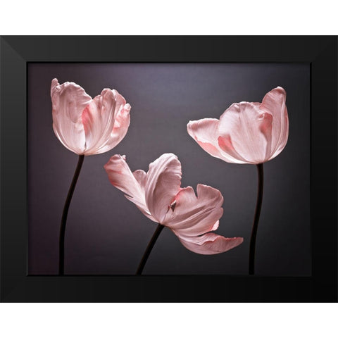 Three Tulips, FTBR-1823 Black Modern Wood Framed Art Print by Frank, Assaf