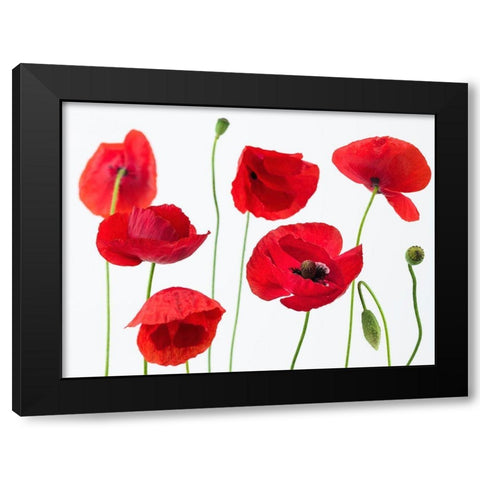 Poppies on white background Black Modern Wood Framed Art Print by Frank, Assaf