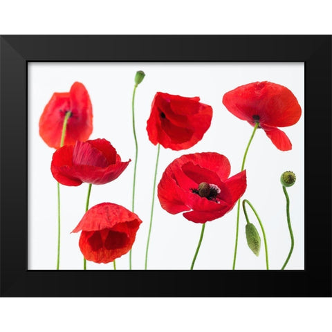Poppies on white background Black Modern Wood Framed Art Print by Frank, Assaf