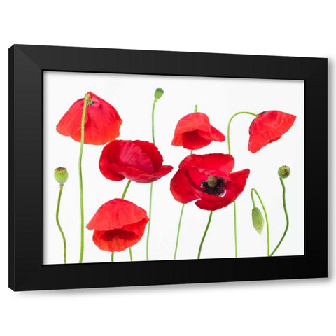 Poppy flowers on white background Black Modern Wood Framed Art Print by Frank, Assaf