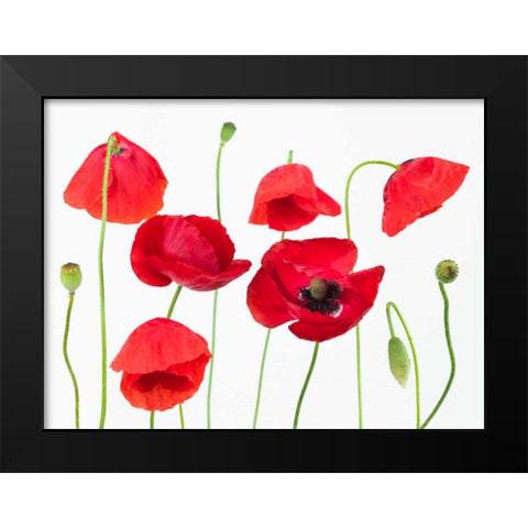 Poppy flowers on white background Black Modern Wood Framed Art Print by Frank, Assaf