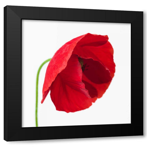 Poppy flower Black Modern Wood Framed Art Print by Frank, Assaf