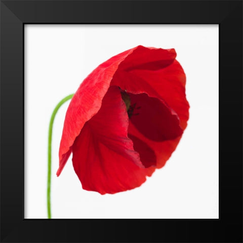 Poppy flower Black Modern Wood Framed Art Print by Frank, Assaf