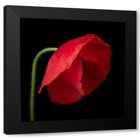 Poppy flower Black Modern Wood Framed Art Print by Frank, Assaf