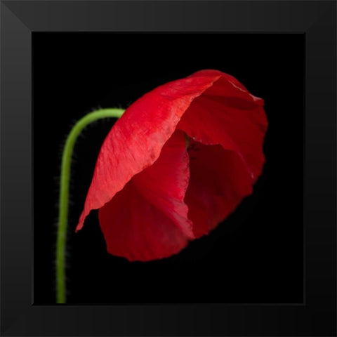 Poppy flower Black Modern Wood Framed Art Print by Frank, Assaf